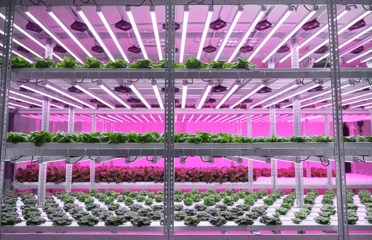 Boost Your Productivity with Mobile Vertical Grow Rack