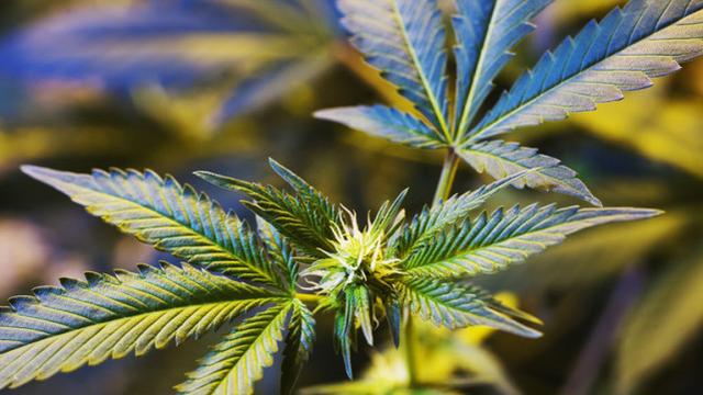 The New York Senate passed a bill allowing industrial marijuana farmers to grow adult marijuana
