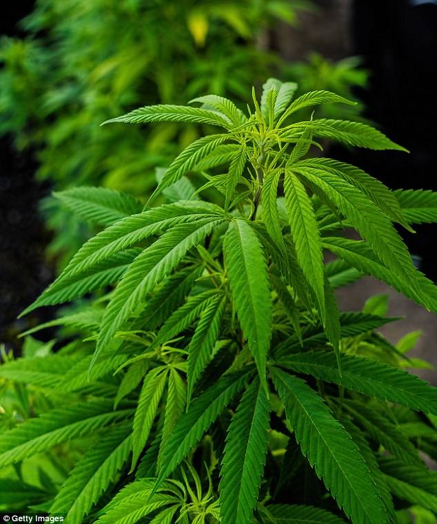 The South Dakota Senate approved the legalization of adult marijuana