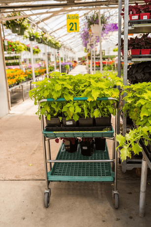 indoor planting rack.png