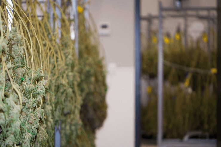 What Size Drying Rack Do I Need for My Cannabis Harvest?