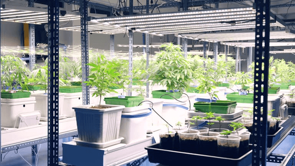 Grow Racks for Commercial Indoor Cannabis Cultivation.png