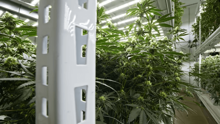 What's the Safest Vertical Grow Rack for Heavy Cannabis Plants?