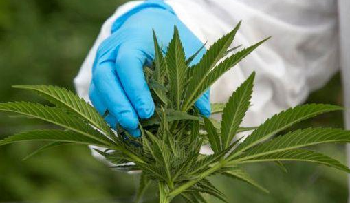 Louisiana lawmakers agree to expand medical marijuana dispensaries