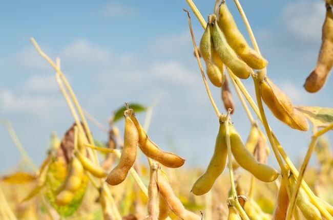 The tight global soybean supply pattern is expected to ease