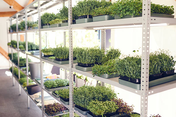 vertical grow rack.png