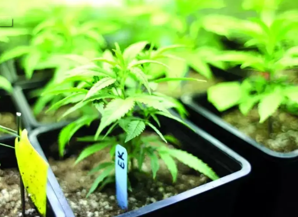 Washington DC lawmakers approve medical marijuana bill and lift license cap