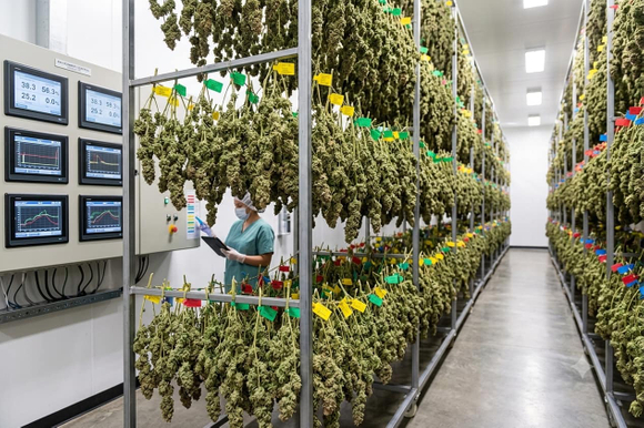 bud drying rack.jpg