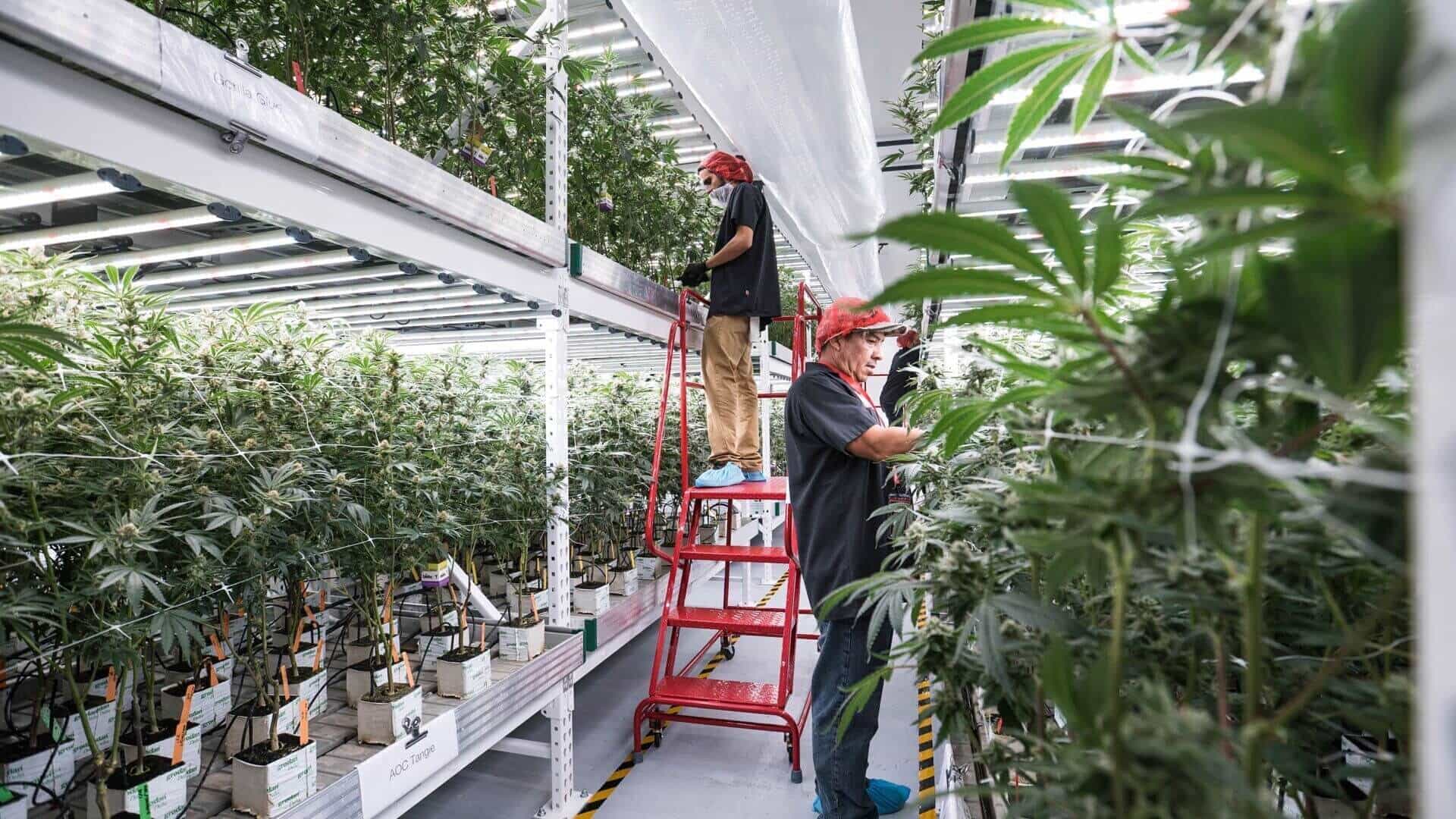 high-density-indoor-grow-room-plant-density.jpg
