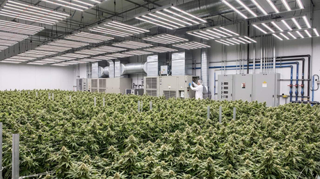 commercial indoor cannabis production.jpg