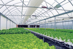 nft hydroponics.jpg