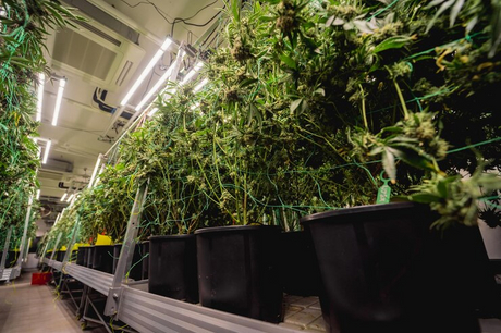 hydroponic grow table.jpg