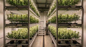 cannabis yield per square foot.jpg