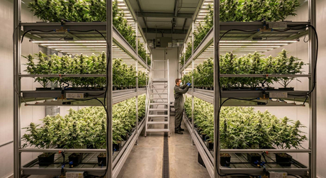 cannabis yield per square foot.jpg