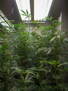 weed cloning rack.jpg