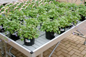 hydroponic trays.jpg