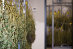 cannabis drying rack.png