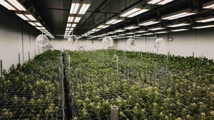 mobile weed grow rack.jpg