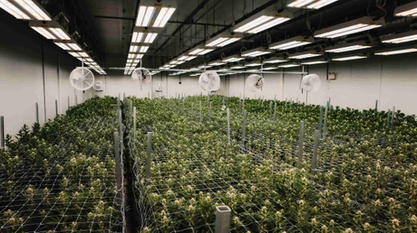 mobile weed grow rack.jpg