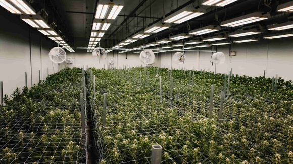 mobile weed grow rack.jpg