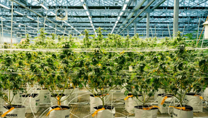 vertical cannabis grow systems.jpg