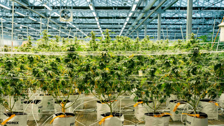 vertical cannabis grow systems.jpg