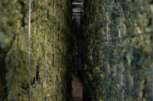 cannabis drying rack.jpg