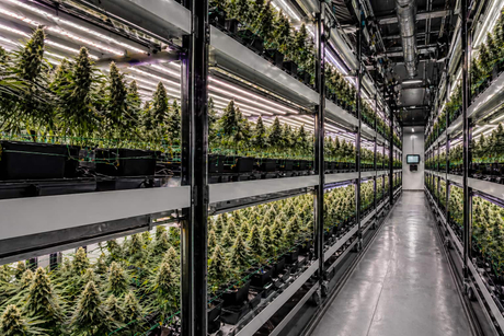 mobile grow system.jpg