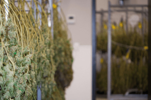 cannabis drying rack.jpg