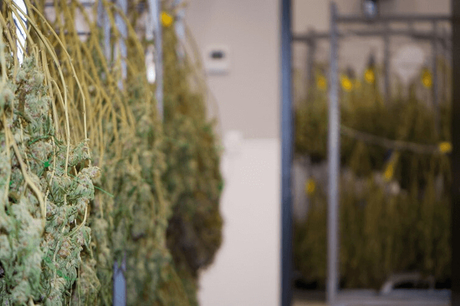 cannabis drying rack.jpg