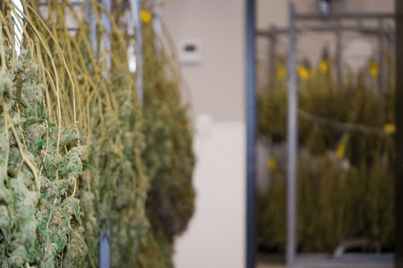 cannabis drying rack.jpg