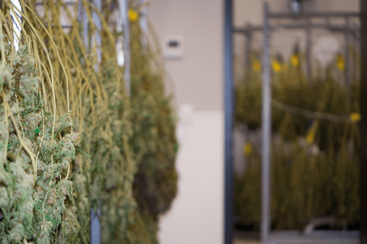 The Ultimate Guide to Perfecting Your Harvest with a Cannabis Drying Rack